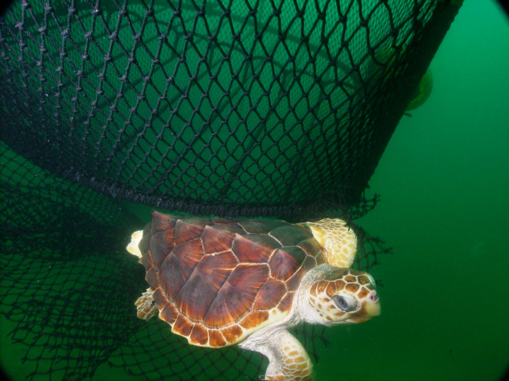 Turtle escaping the bottom of a shrimp net through a turtle excluder device. Source: National Oceanic and Atmospheric Administration