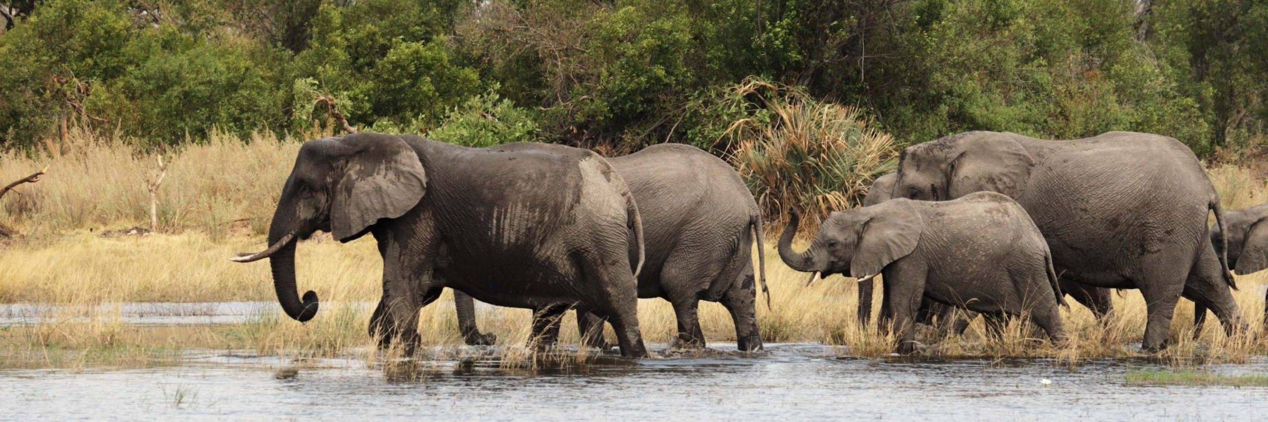 Elephants (Loxodonta africana) in the Okavango Delta, Botswana. - Image
