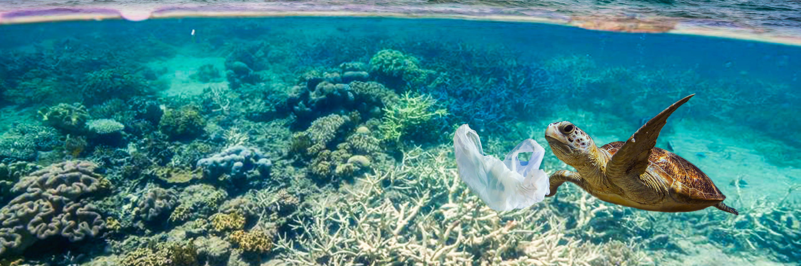 Drifting plastic bag and a turtle - Image [Shutterstock]
