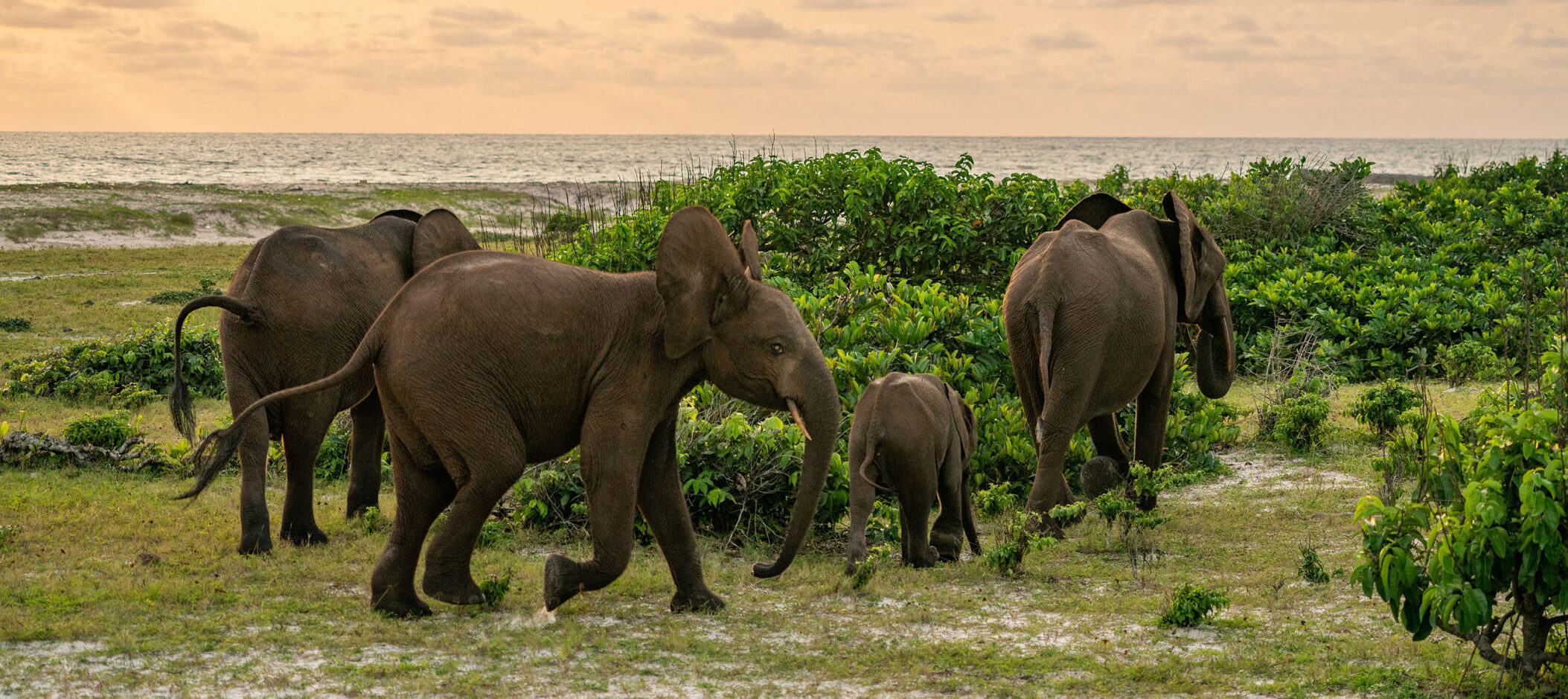 Forest Elephants in Loango National Park in Gabon
