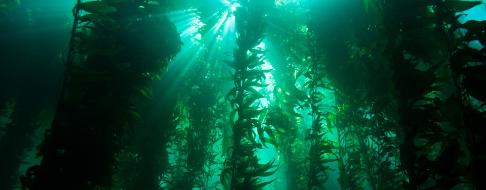 In ideal conditions, kelp can grow up to 18 inches per day, and in stark contrast to the colorful and slow-growing corals, the giant kelp canopies tower above the ocean floor. Like trees in a forest, these giant algae provide food and shelter for many organisms. Also like a terrestrial forest, kelp forests experience seasonal changes. Storms and large weather events, like El Niño, can tear and dislodge the kelp, leaving a tattered winter forest to begin its growth again each spring. (Original source and more information: NOAA National Ocean Service Ocean Facts)