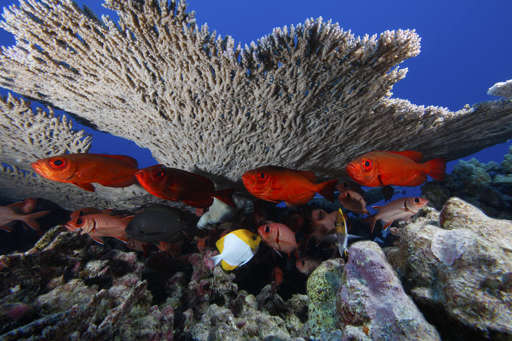Rapture Reef sits within the Northwestern Hawaiian Islands Marine National Monument. The monument encompasses more than 140,000 square miles of ocean and coral reef habitat. (Original source and more information: NOAA National Ocean Service Image Gallery)