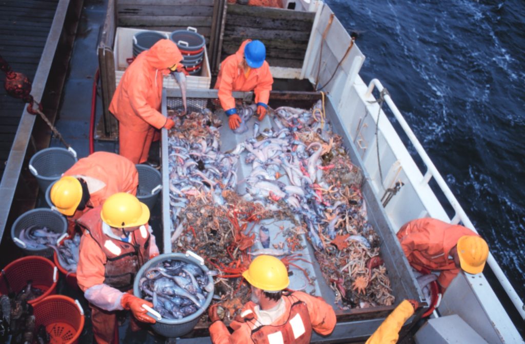 Sorting the catch. (Fall 1999) Photographer: Personnel of the NOAA Ship MILLER FREEMAN. Credit: NOAA Office of Marine and Aircraft Operations.