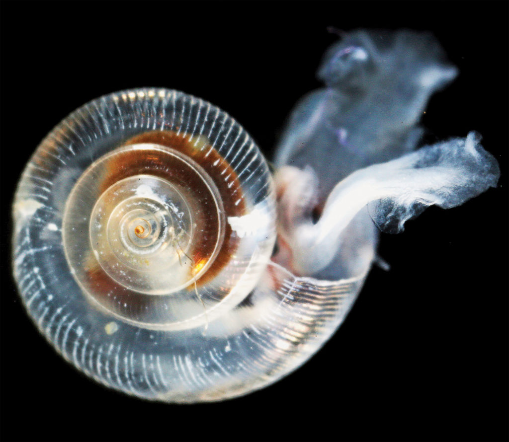 Too much acid in the ocean is bad news for sea life. Acid eats away at calcium carbonite, the primary ingredient of shells and skeletons that many ocean animals depend on for survival. The shell pictured here is a victim of this process. [Photo Credit: NOAA]