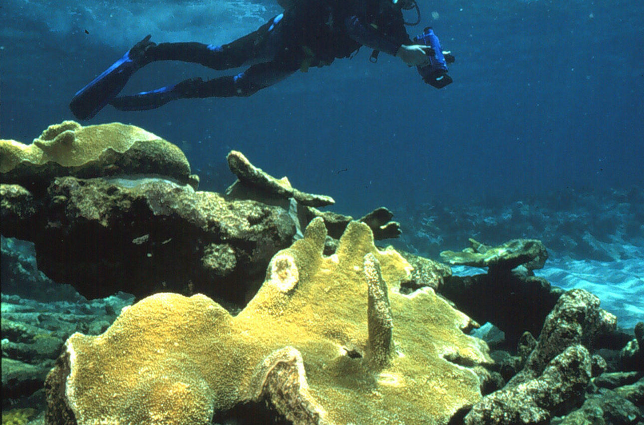 A biologist from the Florida Keys National Marine Sanctuary photographs the damage done to a coral reef from a boat that grounded on the reef. An elkhorn coral branch broken in the incident appears in the foreground. (Original Source: National Ocean Service Image Gallery, via NOAA)