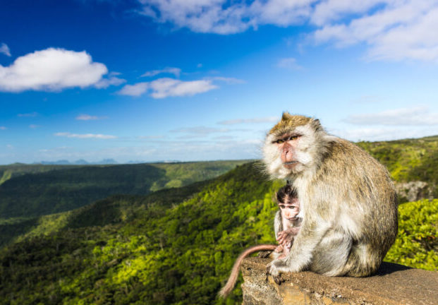 Monkeys on a cliff.