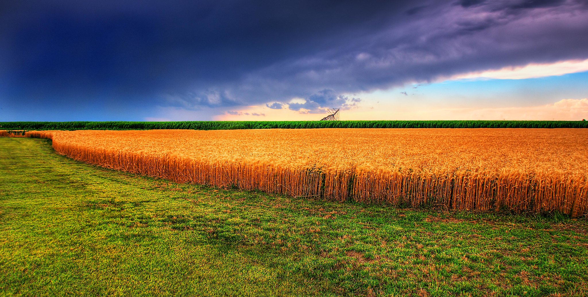 Kansas summer wheat field and storm