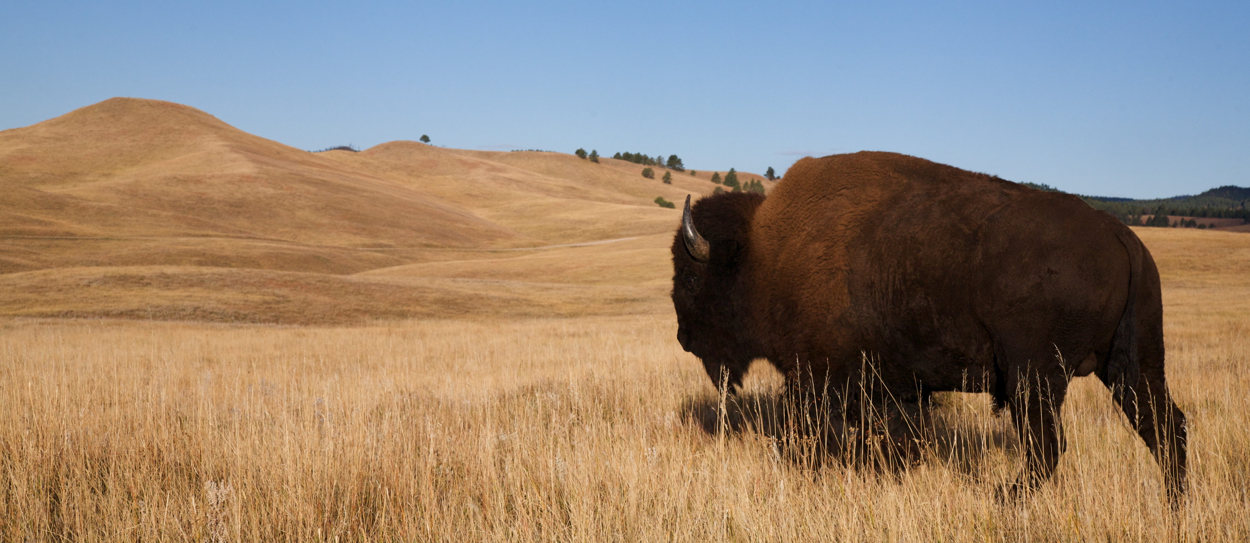 Bison / Buffalo walks off into the prairie's rolling hills; Custer State Park, South Dakota Black Hills - Image