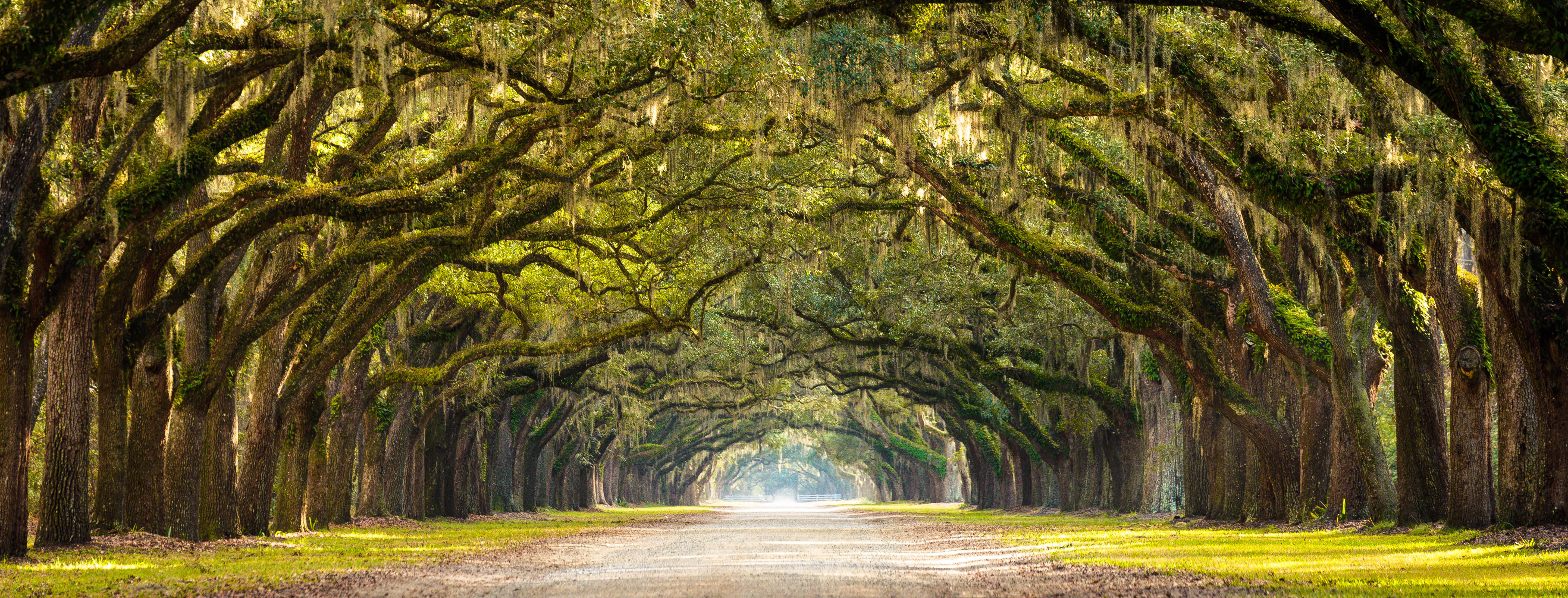 Road lined with ancient live oak trees