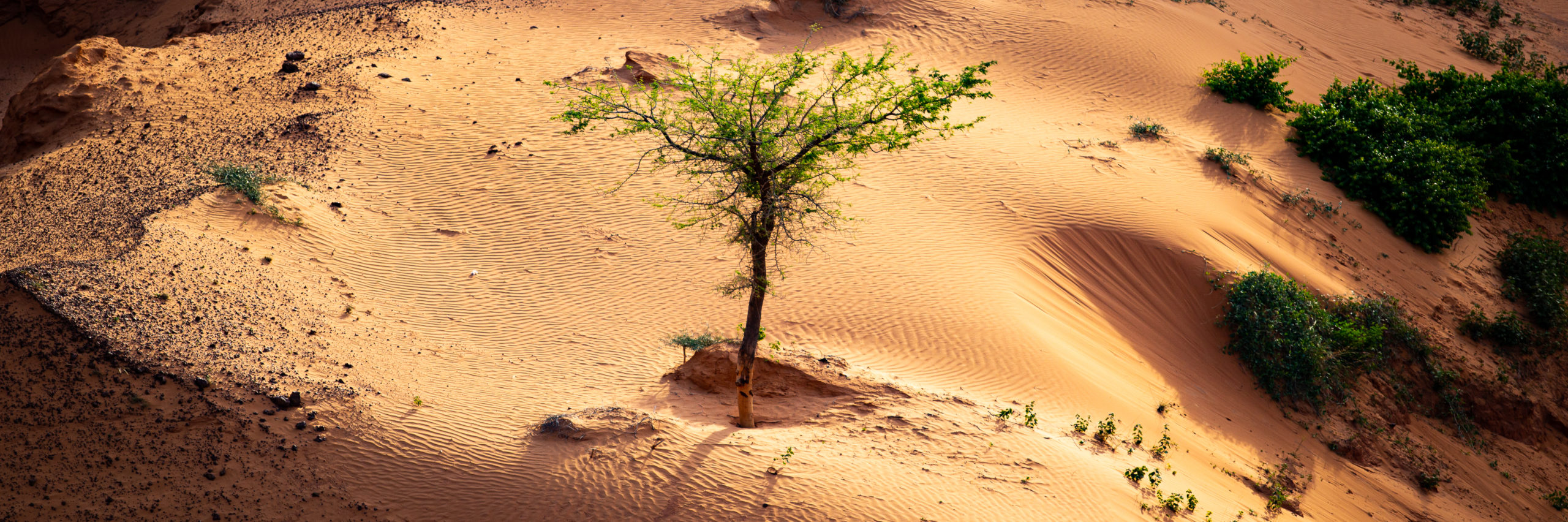 Sun shining a spotlight over resilient tree growing in a little sand dune in a shadowy ravine on a sahelian plateau with refresehd vegetation during summer rainy season outside Niamey capital of Niger