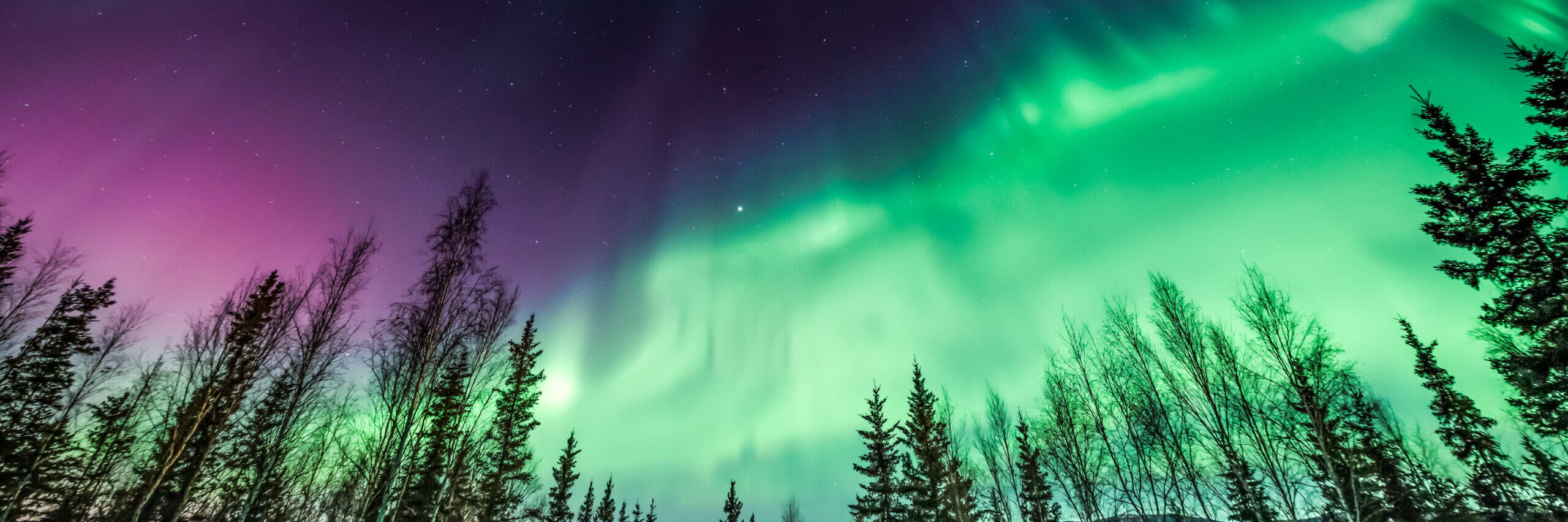 Purple and green Northern Lights in wave pattern over trees [shutterstock]