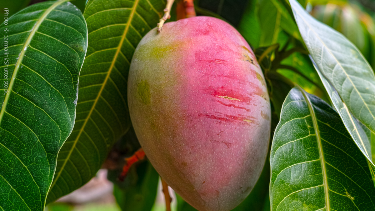 A tropical mango is pictured.