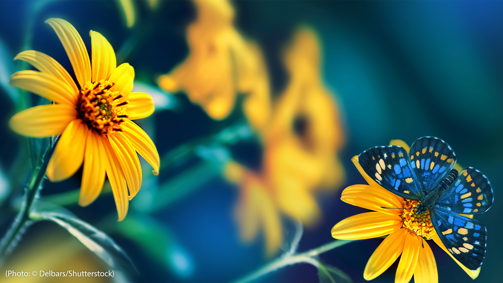 Small yellow bright summer flowers and tropical butterflies are pictured on a background of blue and green foliage in a garden.