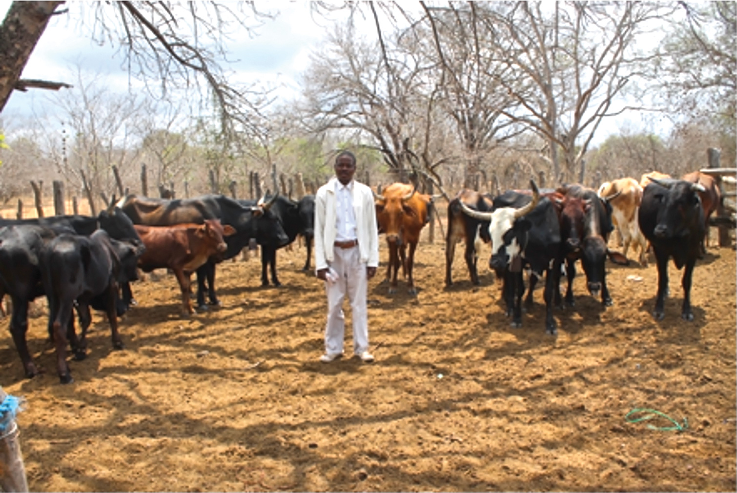 A man stands in a field surrounded by cattle.