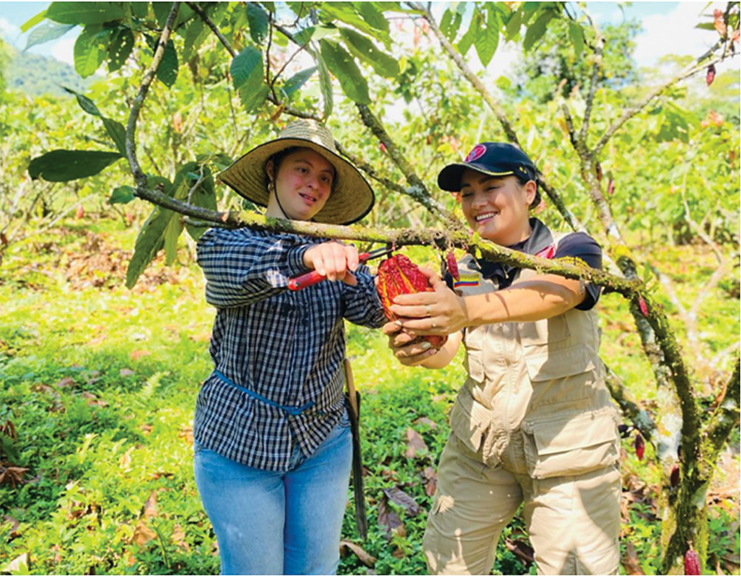 A woman holds a cacao on a tree while another woman uses a tool to cut it off the tree