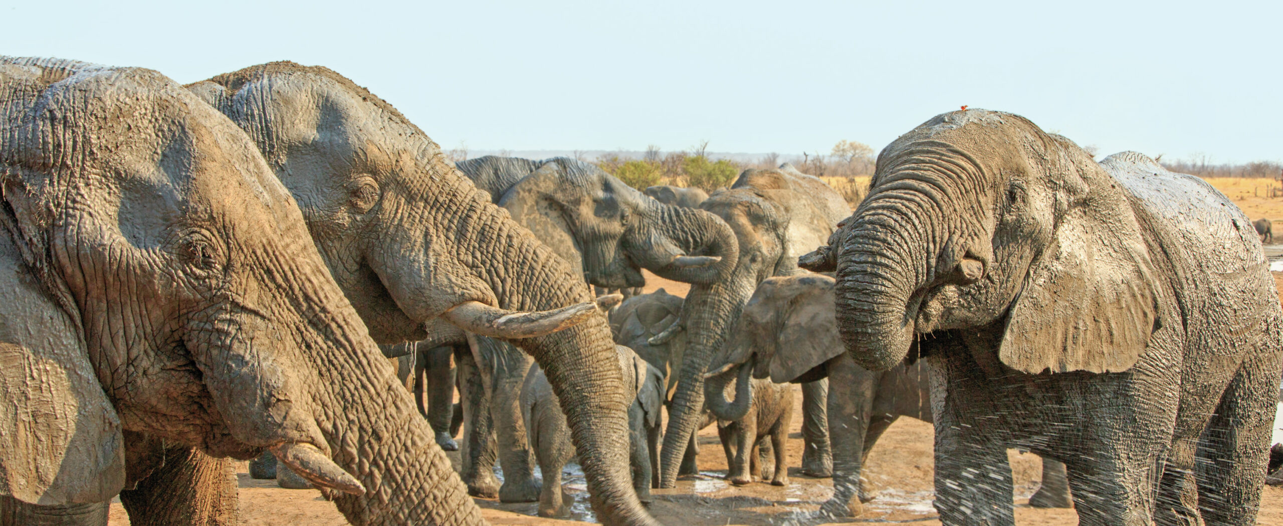 A group of elephants stand together