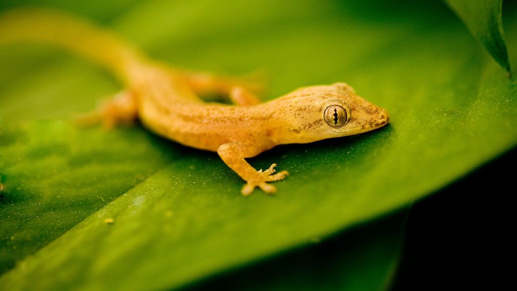 A gecko sits on a leaf. [Canva Pro image]