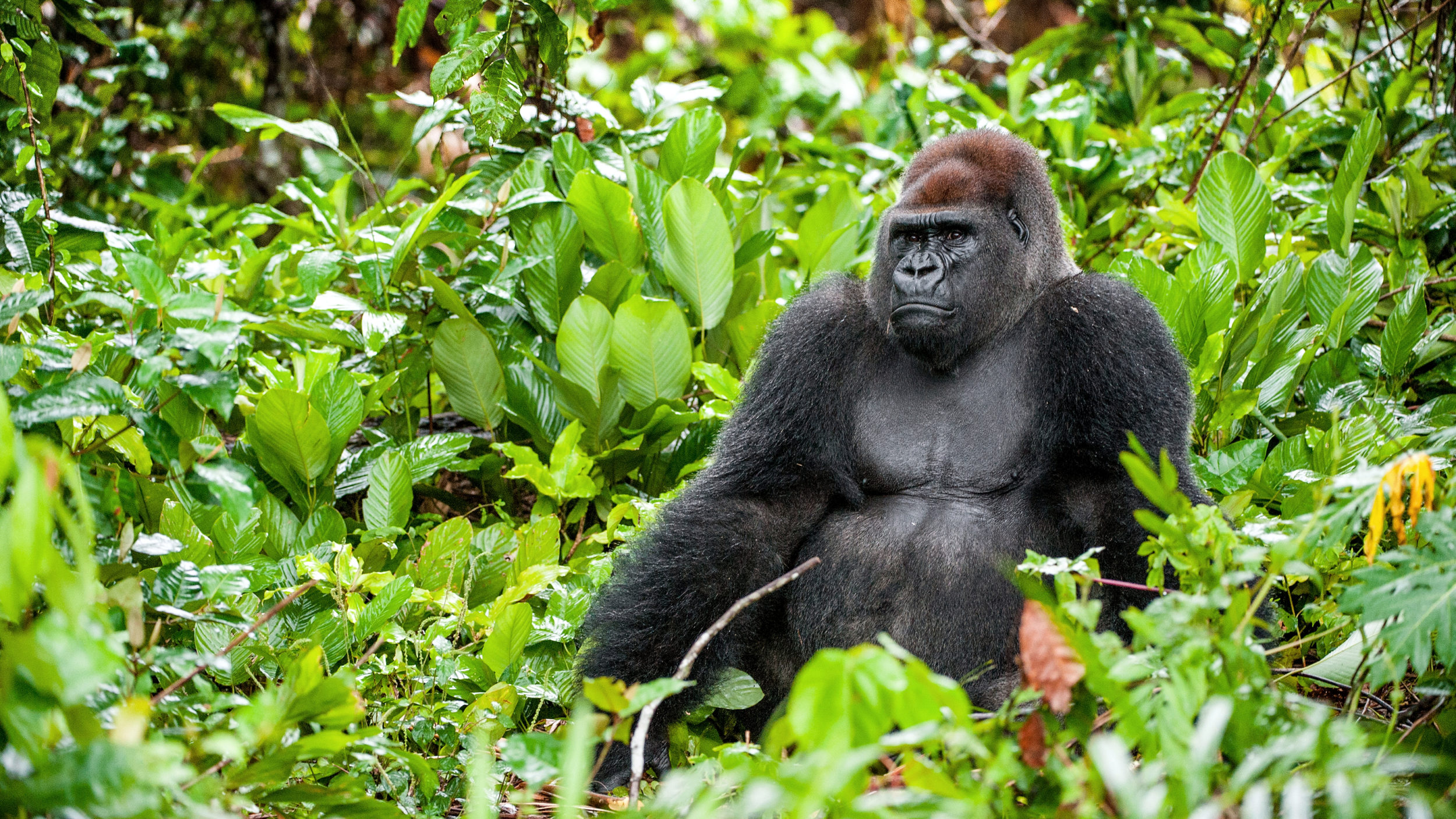 Gorilla in Central African Republic forest.