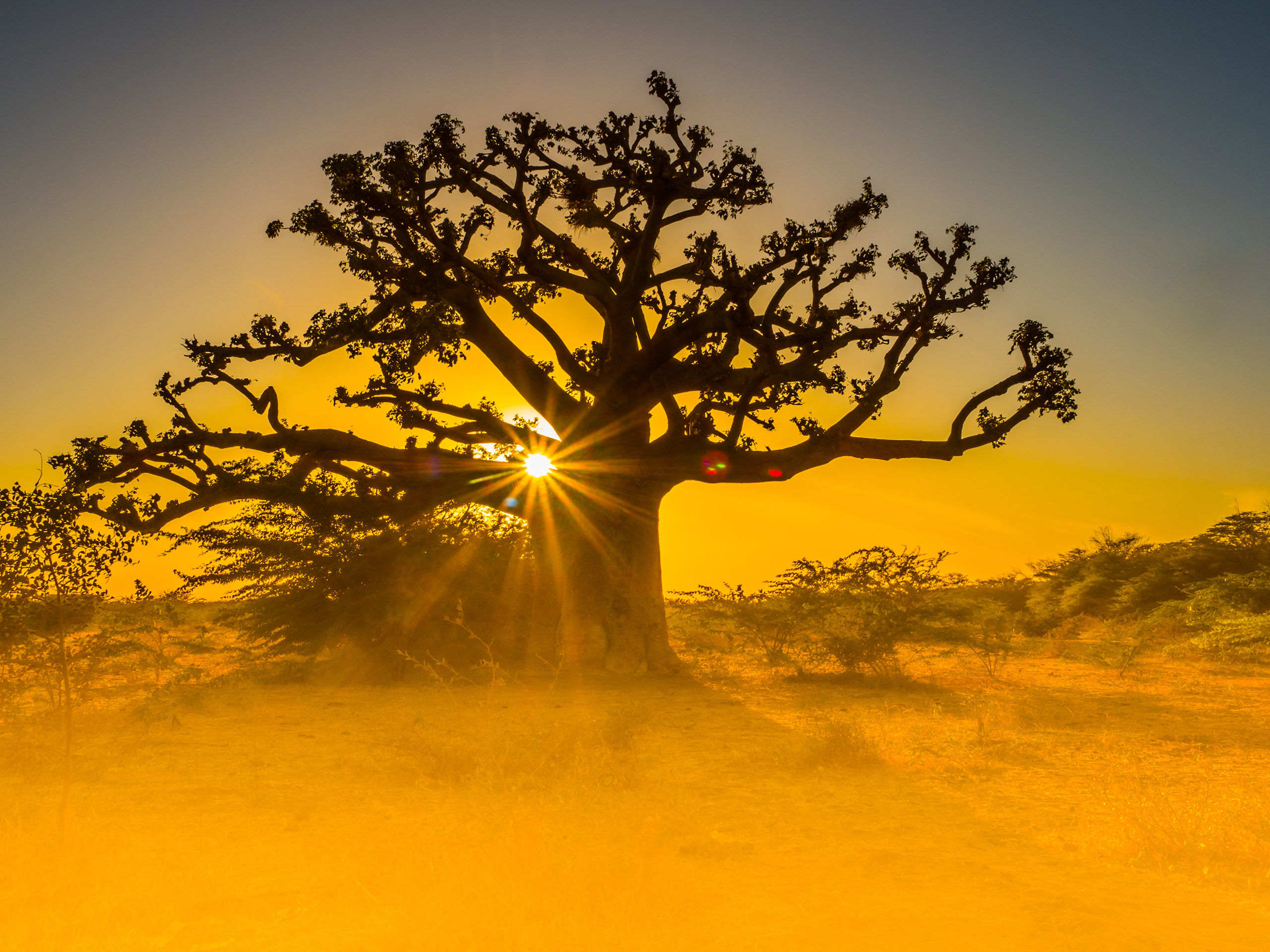 Silhouette of baobab tree at sunset with the yellow background. Tree of happiness, Senegal. Africa