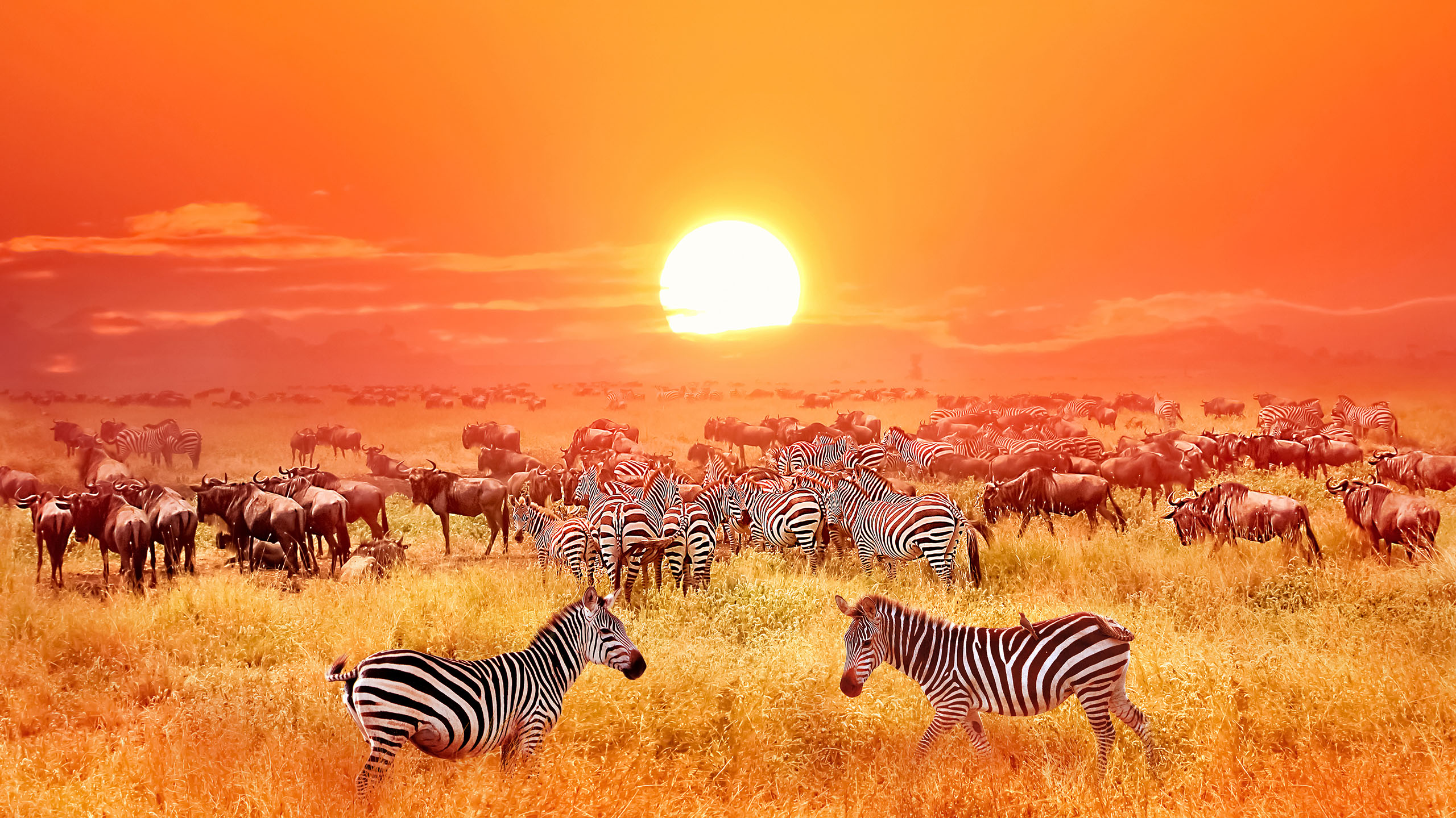 Zebras and antelopes at sunset in african savannah. Serengeti national park. Tanzania. Wild nature of Africa.