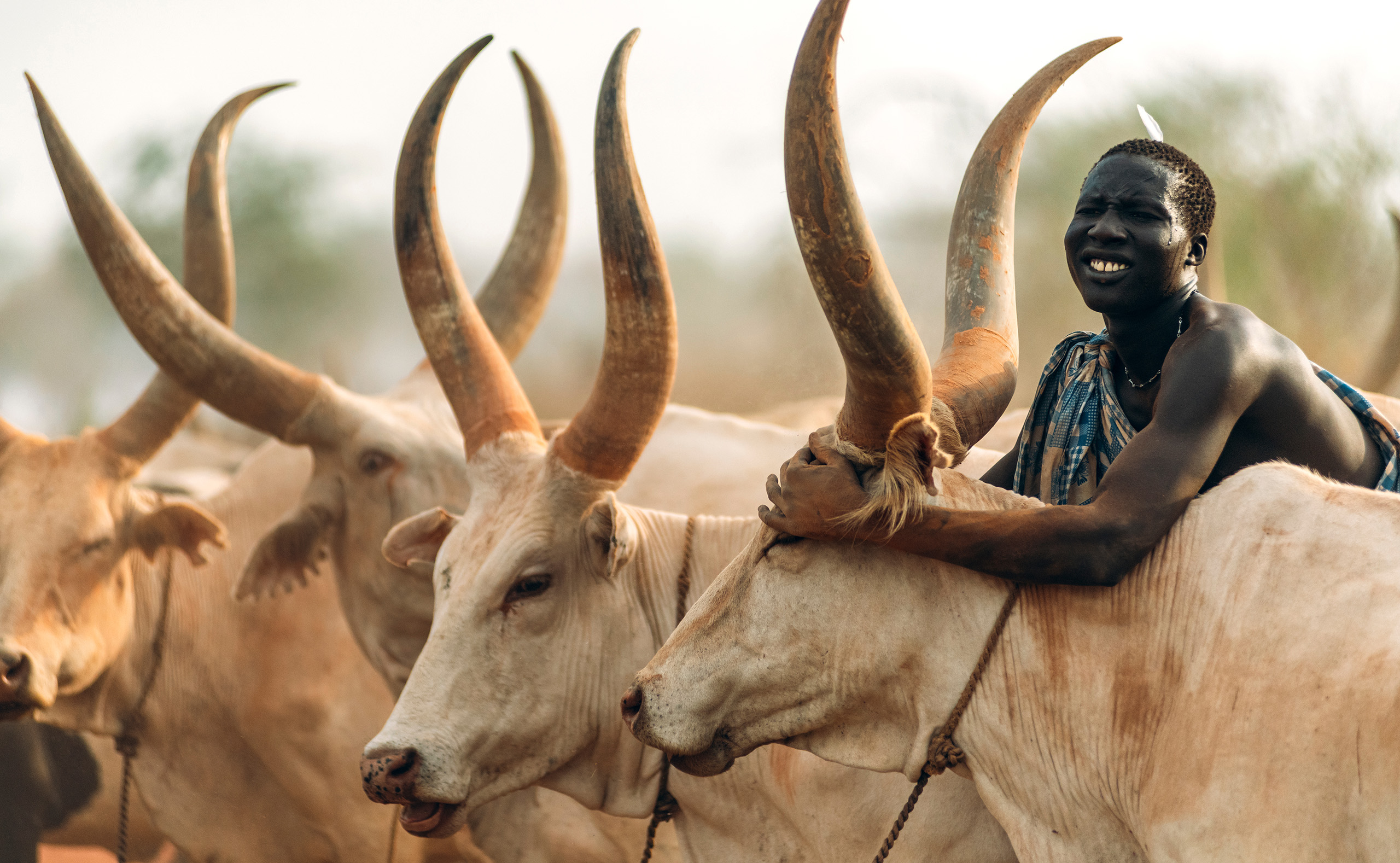 MUNDARI TRIBE, SOUTH SUDAN - MARCH 11, 2020: Man from Mundari Tribe throwing handful of ashes on back of Ankole Watusi cow while herding cattle in savanna in South Sudan, Africa