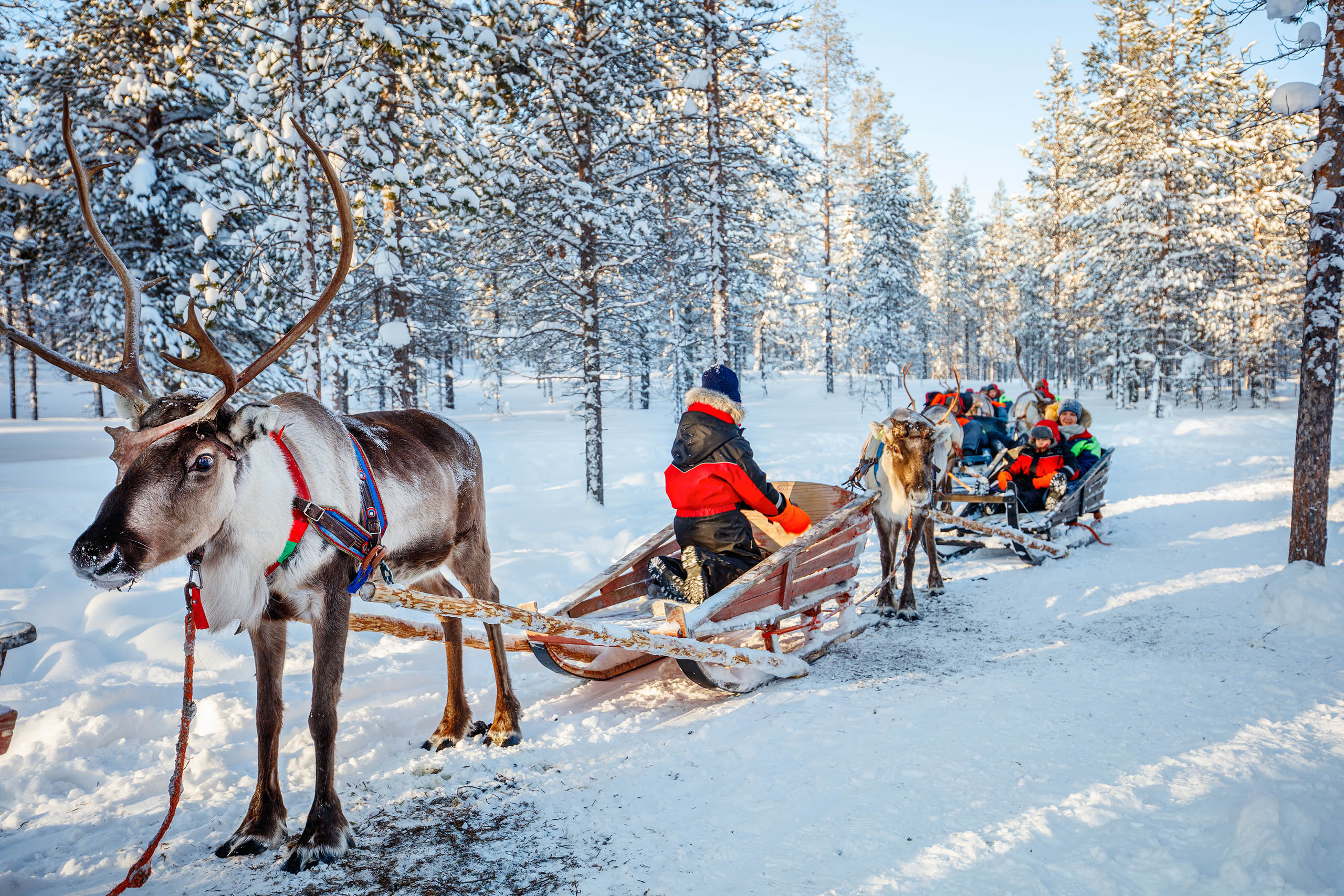 Family with kids at reindeer safari in winter forest in Lapland Finland