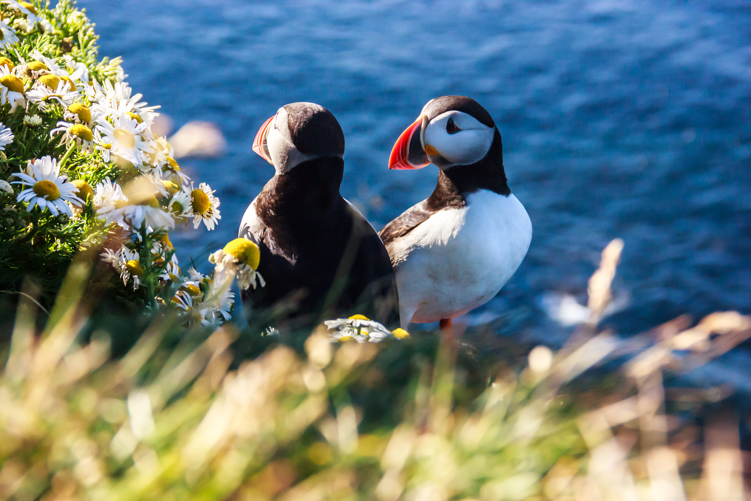 Icelandic Puffin bird couple standing in flower bushes on rocky cliff on sunny day at Latrabjarg, Iceland, Europe. Animal wildlife puffin in the wild has black crown and back, pale grey cheek patches