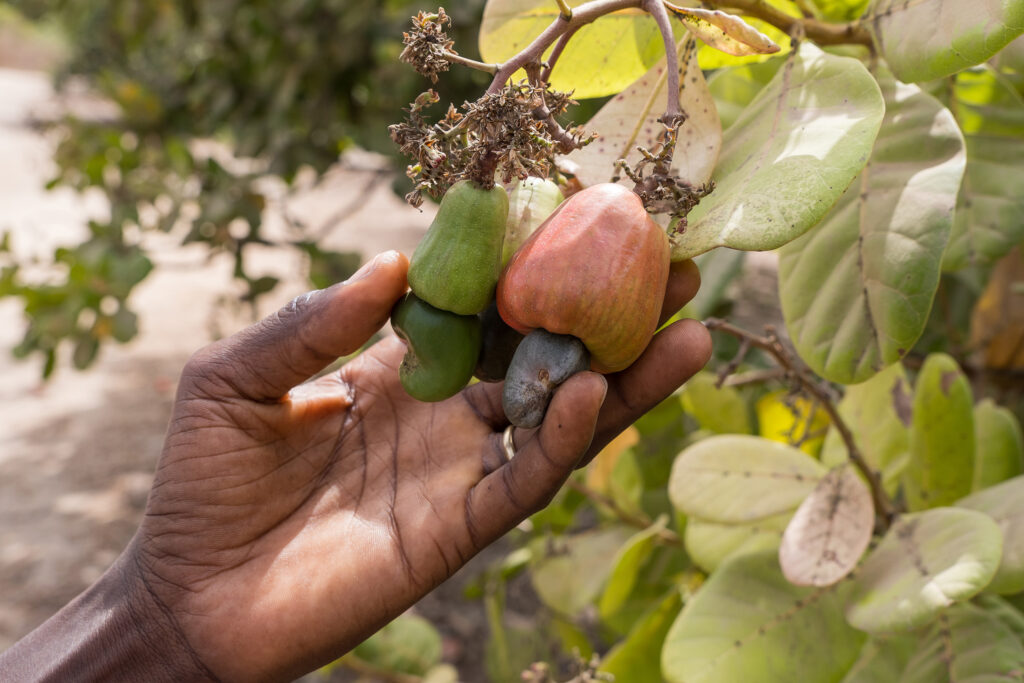 Picking cashew fruit in an agricultural area of Makasutu in the Gambia
