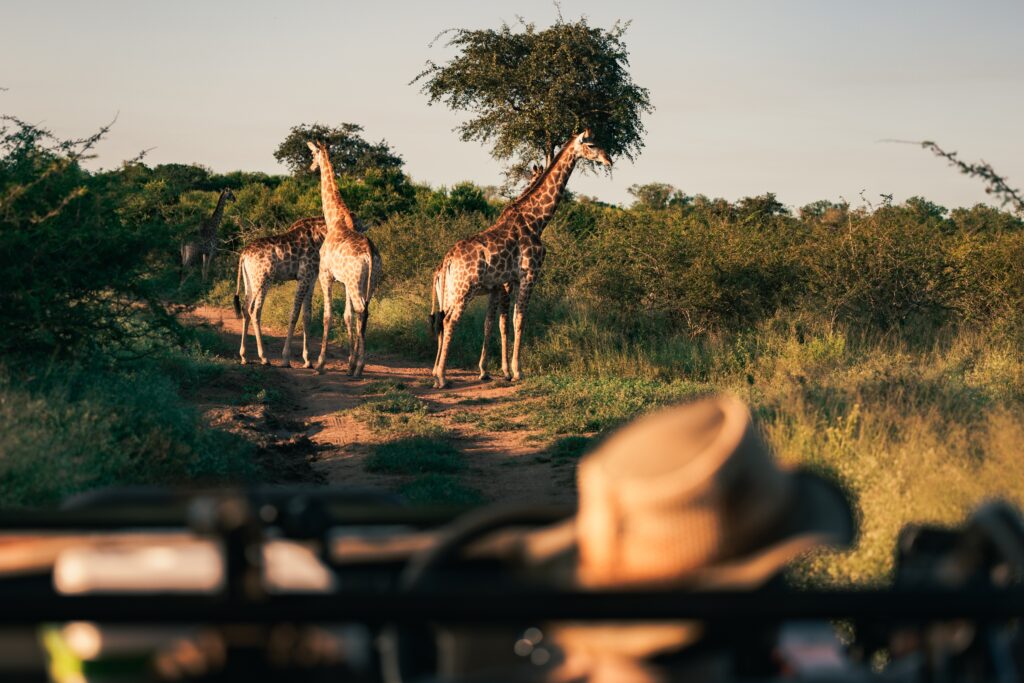 Watching,Giraffe,Family,From,A,Game,Drive,In,Eswatini.,Hlane